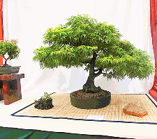 29-Japanese Maple-22 B